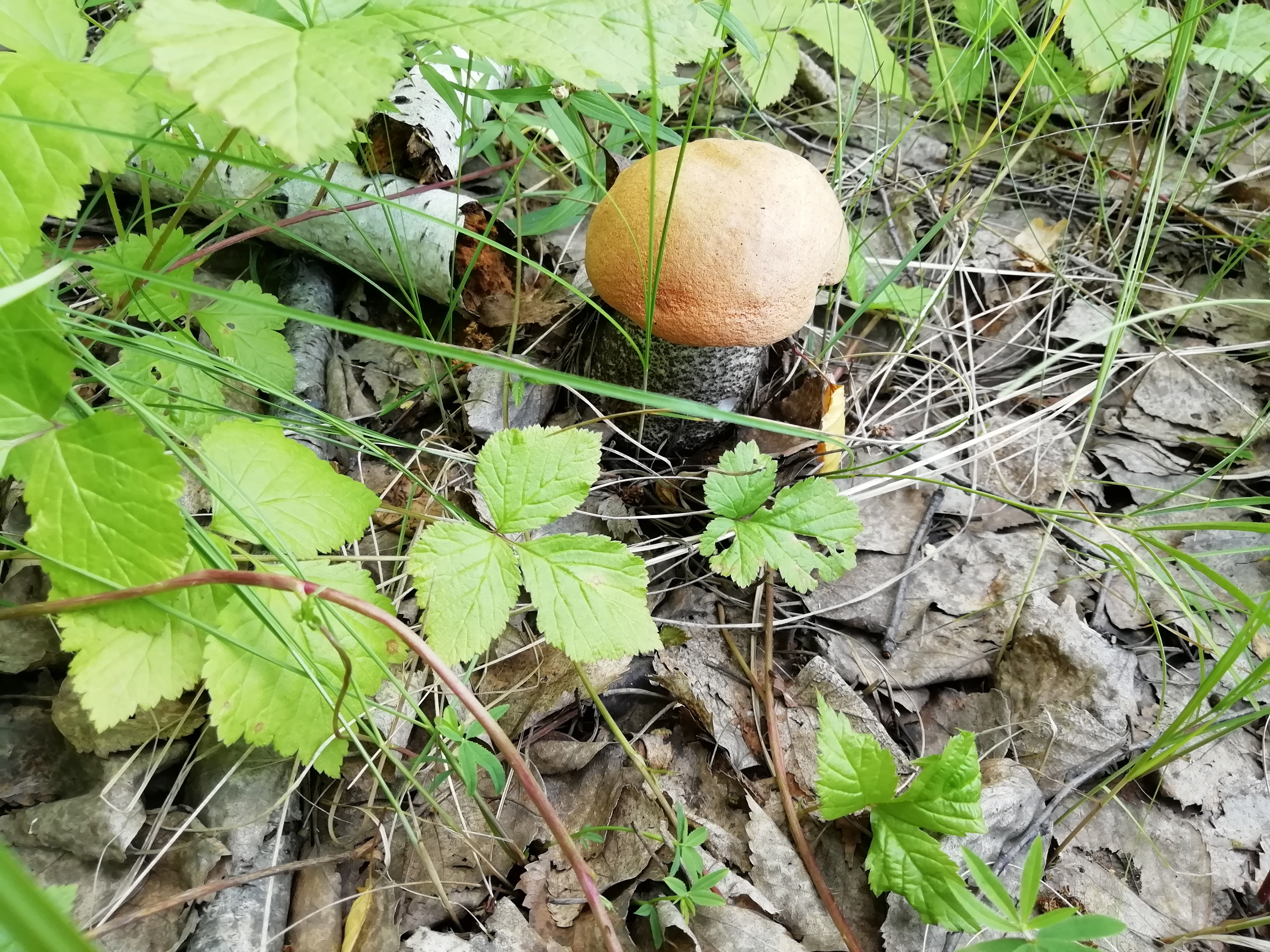 Омичи сетуют на то, что в лесах много червивых грибов 