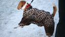 В Новосибирске появилась необычная вакансия для любителей собак