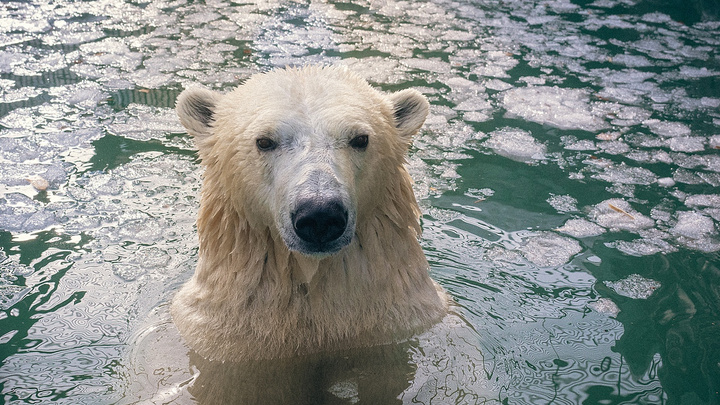 Белые медведи в зоопарке открыли купальный сезон и сфотографировались с блаженными мордами