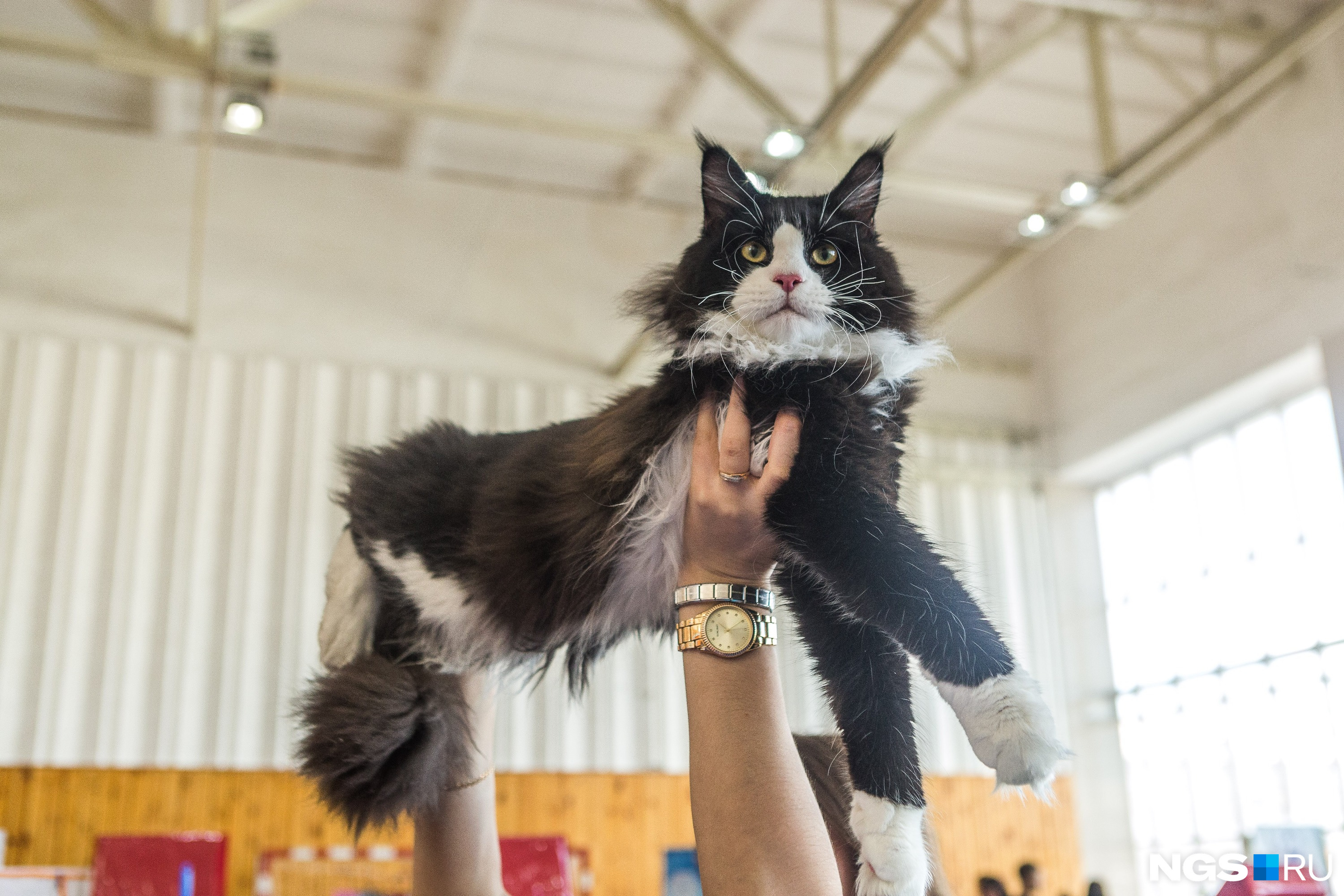 Выставочный кот породы мейн-кун приехал из Омска 