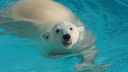 В ростовский зоопарк на год приедет белый медведь из Удмуртии