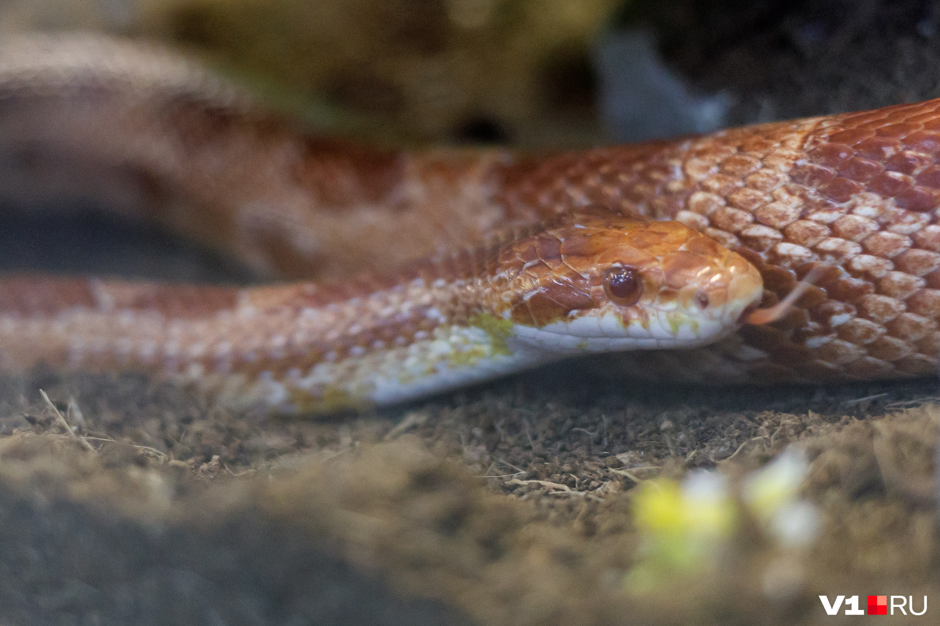 Змея проявляет активность, если перегрелась на чьей-то шее