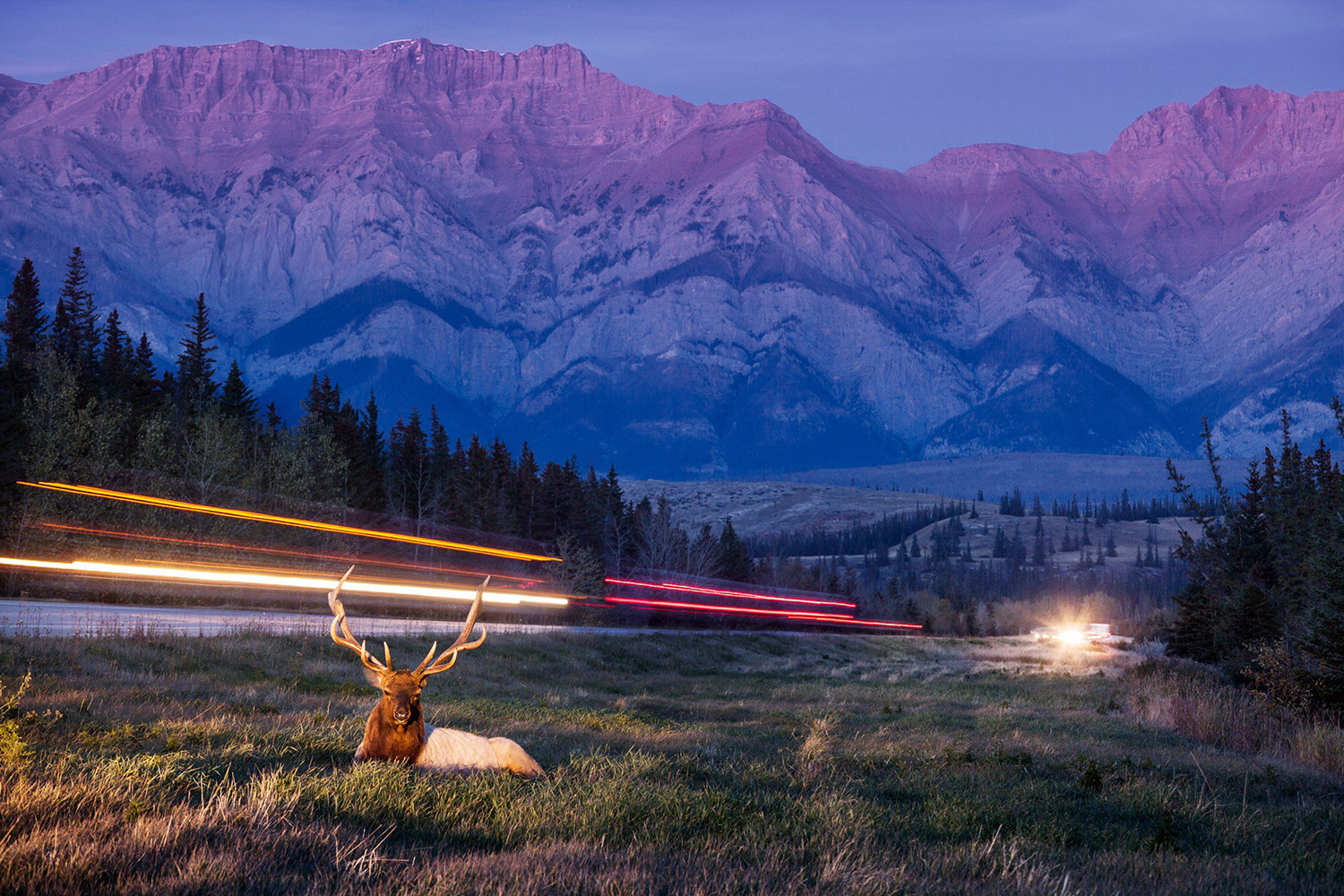 Вторая работа, отмеченная на конкурсе BBC, называется «Доверие»: олень прилёг отдохнуть у шоссе в Канаде