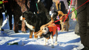 Как собаки спасали «пострадавших» в Большом Козино. 30 фотографий с кинологических соревнований