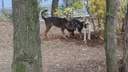 «Вышел по нужде»: под Волгоградом пять собак загрызли мужчину во дворе дома