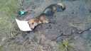 Достали из битума: жители домов на Стара-Загоре спасли собаку