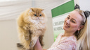 Морды-плюшечки: сотня лучших котиков Новосибирска сразились за золотой титул