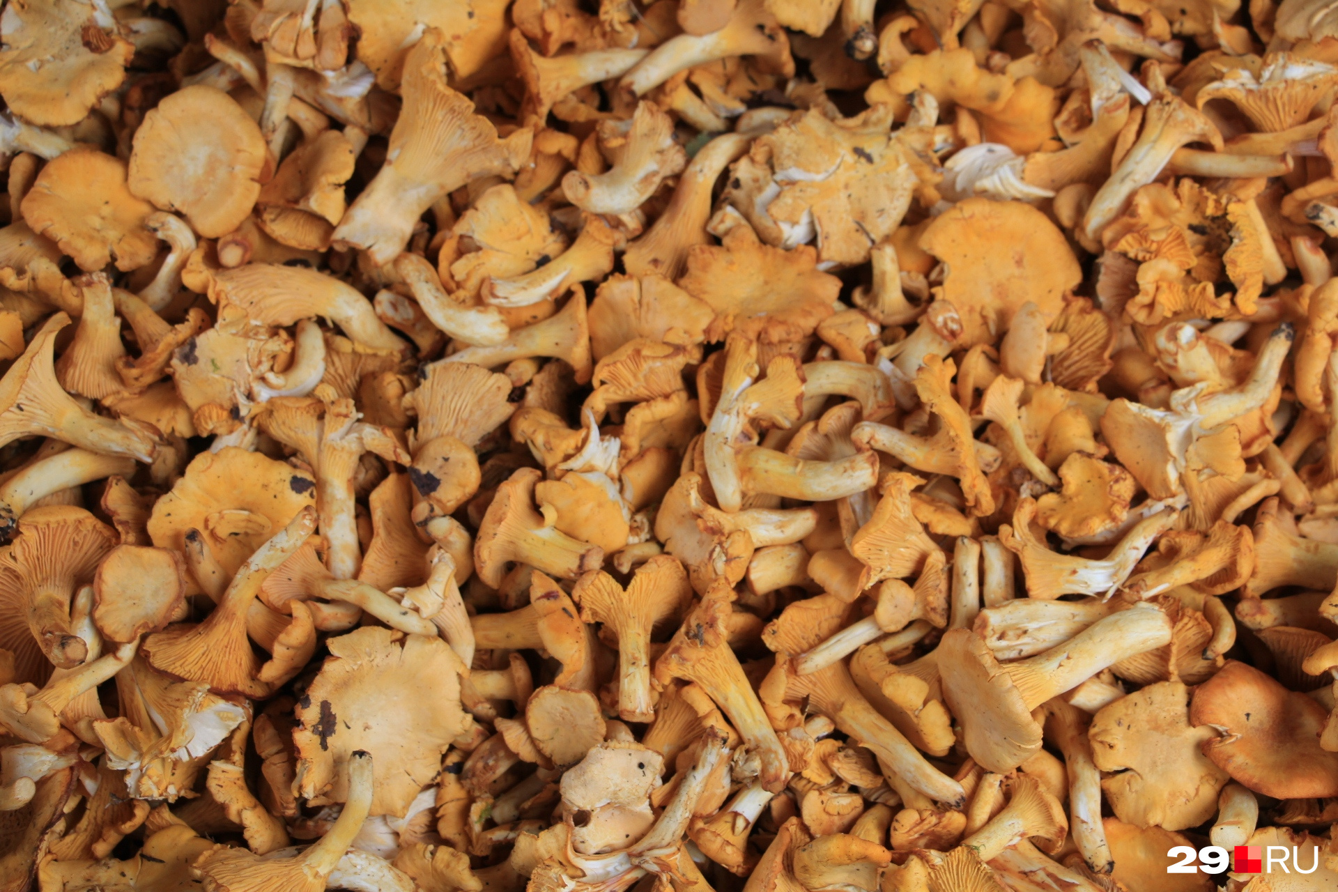 Лисички — самые доступные сейчас грибы