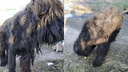 Зоозащитники нашли на свалке породистую собаку и не хотят возвращать её хозяину