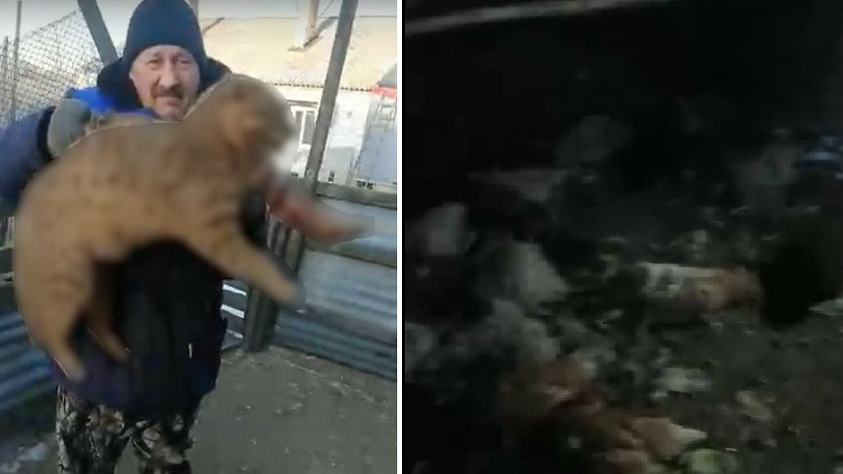 В Башкирии распространяют видео, как расправились с «чупакаброй», которая перебила 50 кур