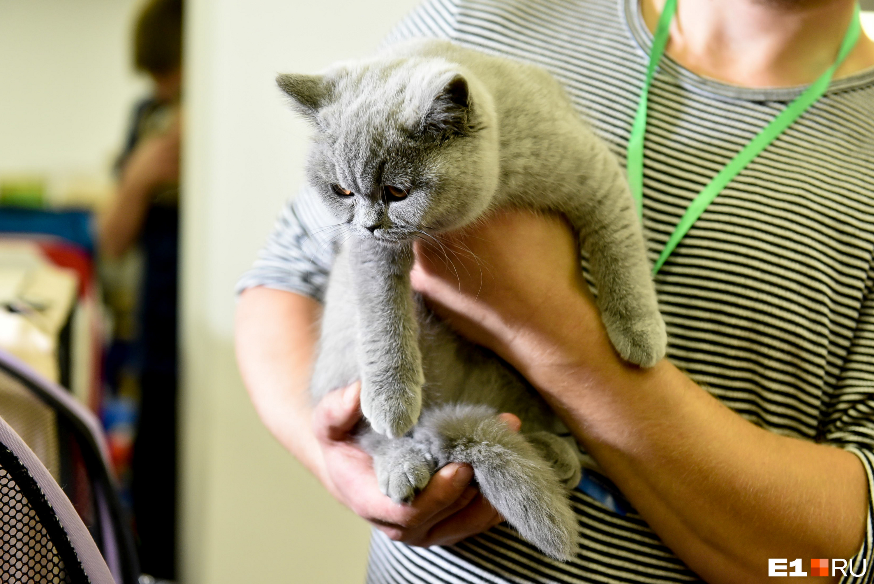 Выставка кошек пассаж. Федерация кошек оренбург. Выставка кошек 33 кота в батайске. Выставка кошек сургут. Выставка кошек на улице.