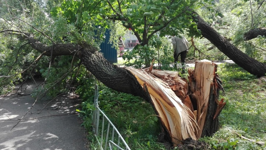 Сломанное дерево. Ветер сломал дерево. Выломанное ветромдерево. Сломанное живое дерево.