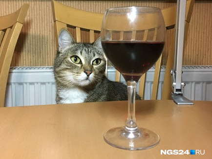 Вино «Совиньон блан», по словам эксперта, должно пахнуть смородиной и кошкой, которая пописала на куст крыжовника