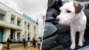 «Было пролито море слёз»: потерявшийся пёс вернулся в Ярославль к хозяевам на автобусе