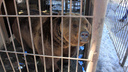 Омичка пожаловалась на содержание медведей в кафе. Сотрудники говорят, что тратят на них по 7000