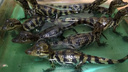 «Мимишные зубастики»: самарцев приглашают погладить крокодиловых кайманов