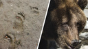 В Новосибирскую область ринулись медведи из горящей тайги