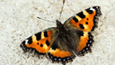 Видео дня. Нижегородка принесла домой замерзающую бабочку и кормила ее с руки