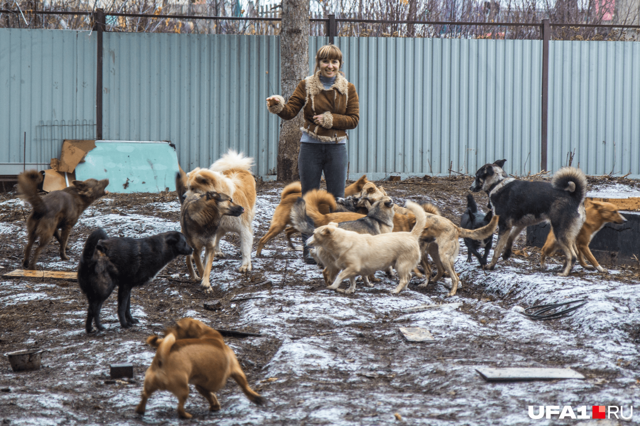 Приют для собак уфа фото