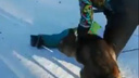 «Ухватил малыша за ногу»: в челябинском парке волк напал на ребёнка