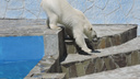 «Это ложь»: директор ростовского зоопарка прокомментировал претензии депутата о содержании животных