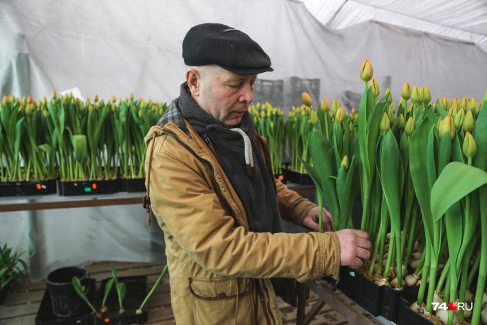 Тюльпаны из Миасса расходятся по магазинам Челябинска