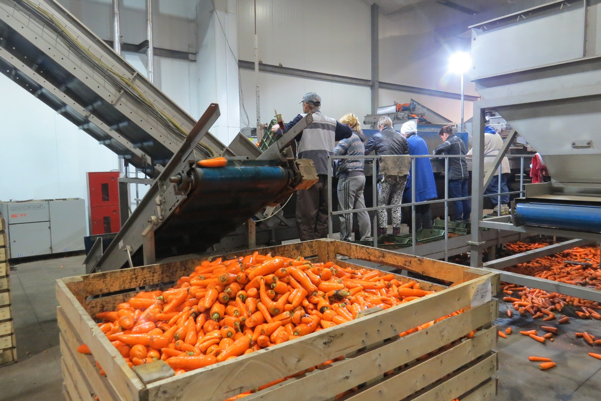 Подходящая под все параметры морковка отправляется на прилавок. Из остальных плодов делают детское пюре 