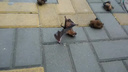 В центре города на головы ростовчанам посыпались летучие мыши