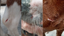 Сотрудница пони-фермы рассказала о нападении собаки на лошадь в «Березовой роще»