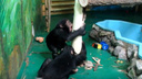 Мохнатые хулиганы: шимпанзе Филя и Люся из зоопарка сделали необычный ремонт в вольере