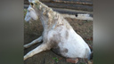 Лошадь провалилась в канализационный колодец под Красноярском
