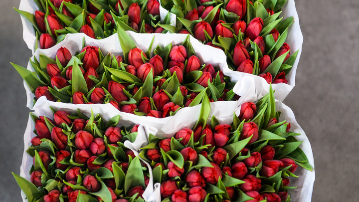 Самый весенний фоторепортаж: как в Кольцово принимали 74 тонны роз и тюльпанов из Амстердама