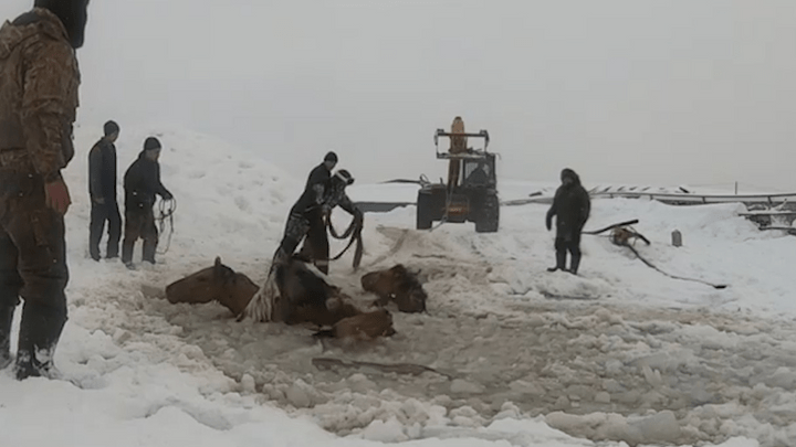 В Башкирии фермеры спасли провалившихся под лёд табун лошадей, а один из них снял это на видео