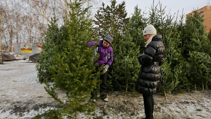 Предприимчивые жители трех районов вырубили 3,5 тысячи елок и пихт ради наживы к Новому году