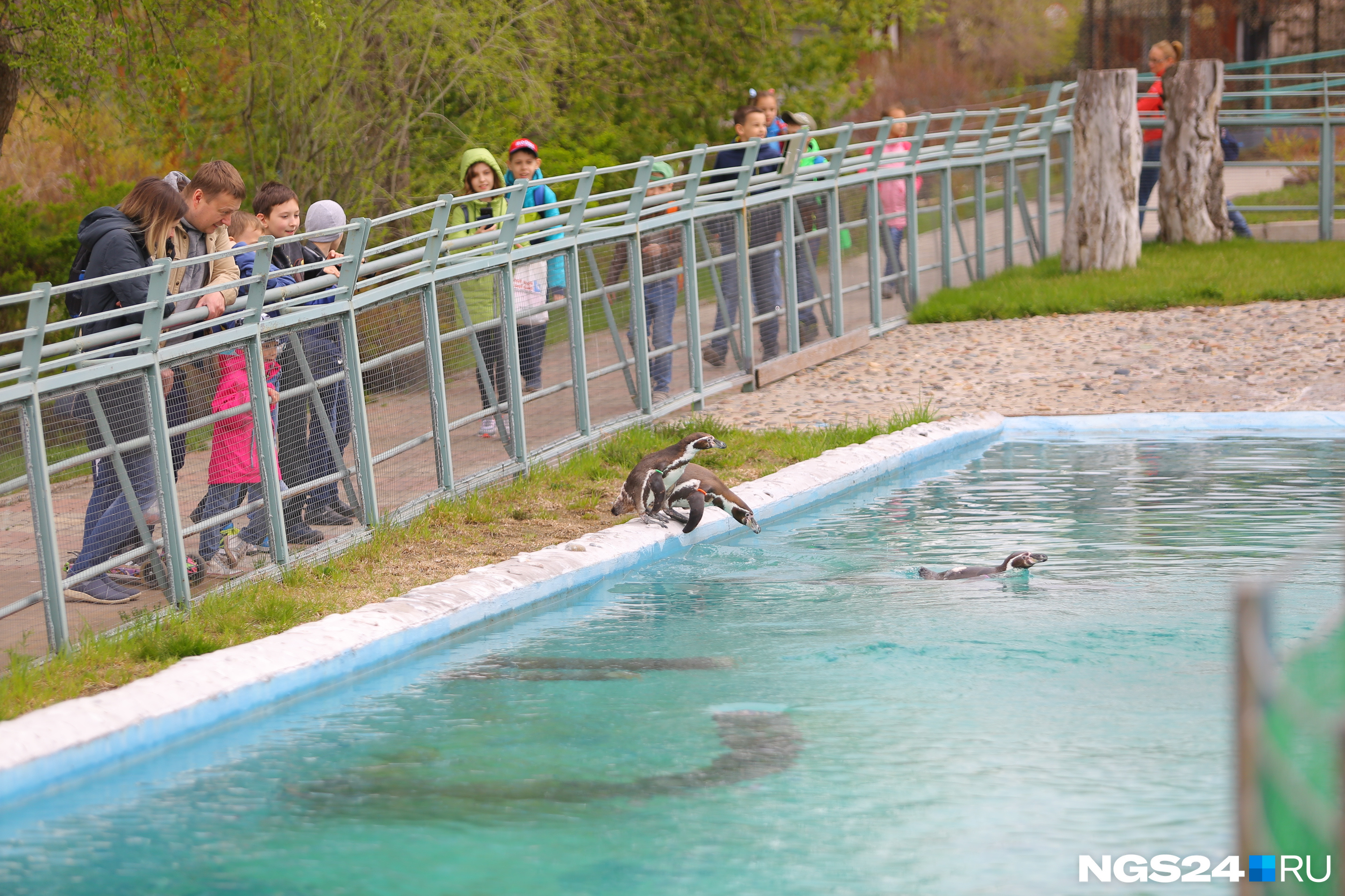 Они плавали и наслаждались новым бассейном и чистой водой 