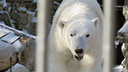 Плавает в бассейне, ест с аппетитом: в зоопарке рассказали, как белый медведь Ростик живёт в Китае