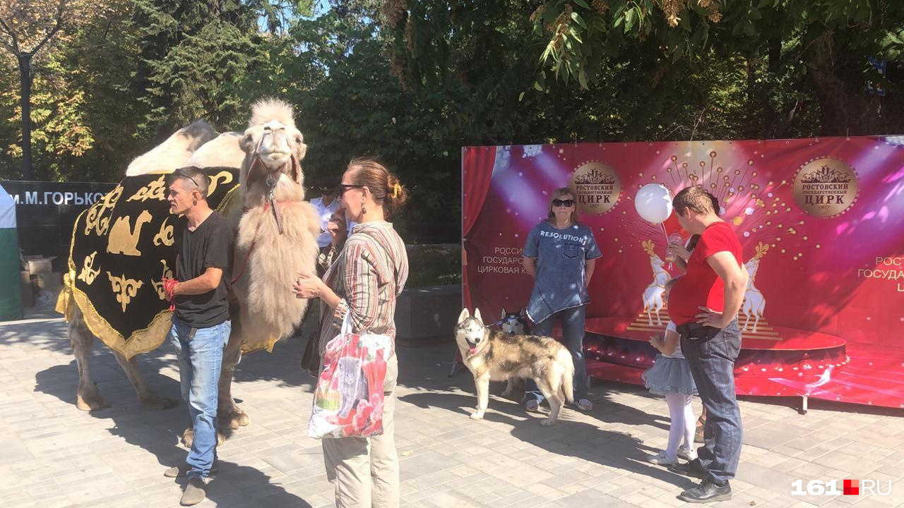 У входа в парк Горького ходят важные цирковые верблюды У входа в парк Горького ходят важные цирковые верблюды
