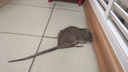 Брагино атакуют гигантские крысы