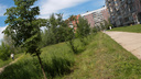 Сквер вместо высотки: на знаменитом пустыре Академгородка разобьют парк