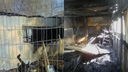 Погибли щенки: в Тольятти сгорел приют для животных