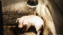В Новосибирскую область пришёл вирус африканской чумы свиней