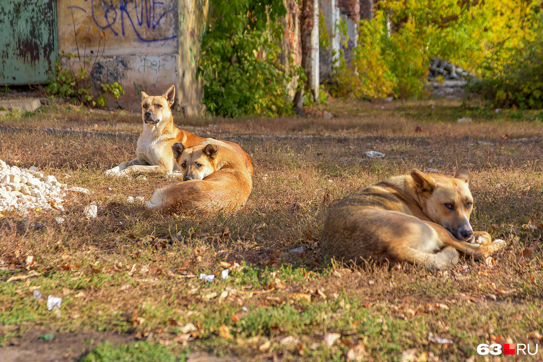 Одни зоозащитники говорят, что собаки в городе необходимы, чтобы сокращать популяцию крыс, другие обвиняют их в убийстве кошек и диких животных в пригороде