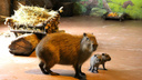 Маленькие капибары и дикобразы родились в нижегородском зоопарке