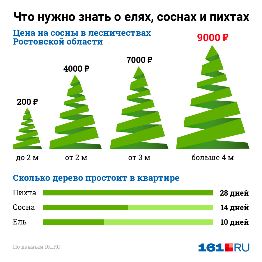 Сколько елок. Елка Продолжительность жизни. Выбирает елочку. Как выбрать елку. Какую ёлку выбрать на новый год.