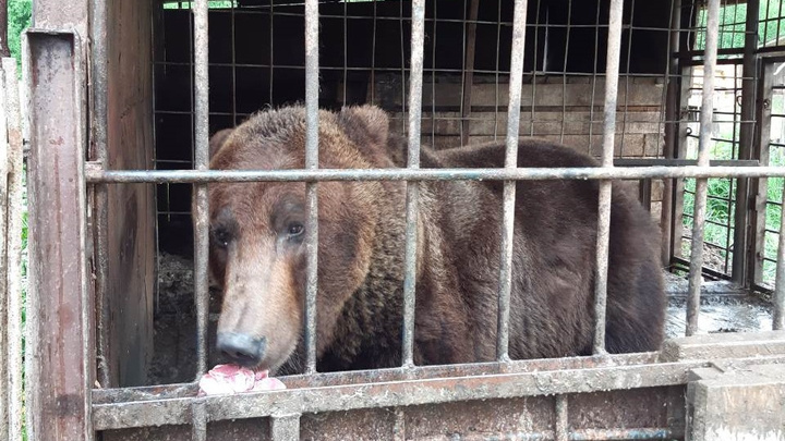 «Будем решать вопрос передачи в зоопарк»: чиновники проверили медведя, живущего в Прикамье у кафе