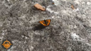 В «Солнечном» сняли проснувшуюся бабочку на снегу