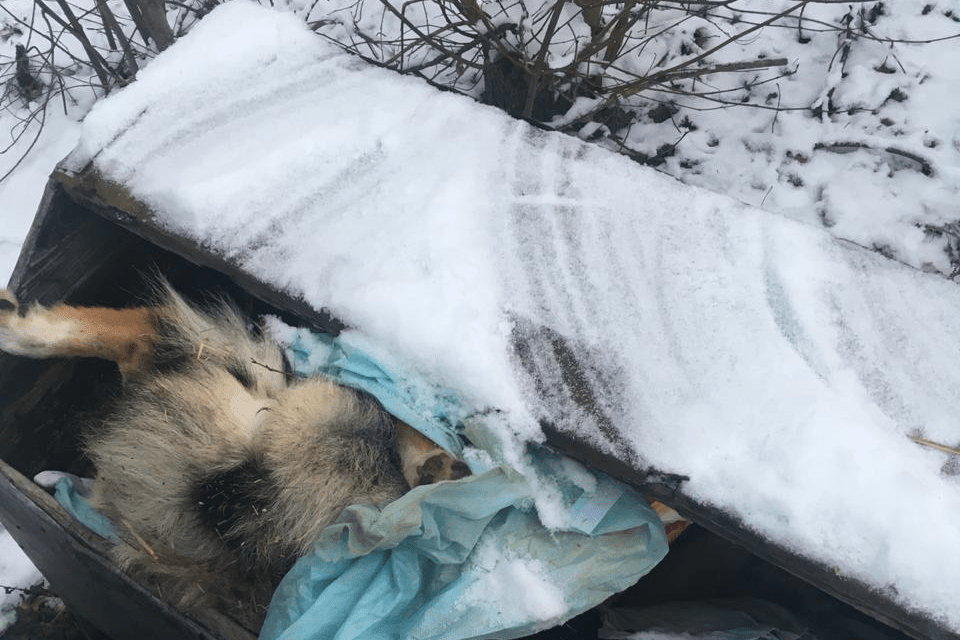 Зоозащитники обнаружили на участке у Влады тела мертвых собак