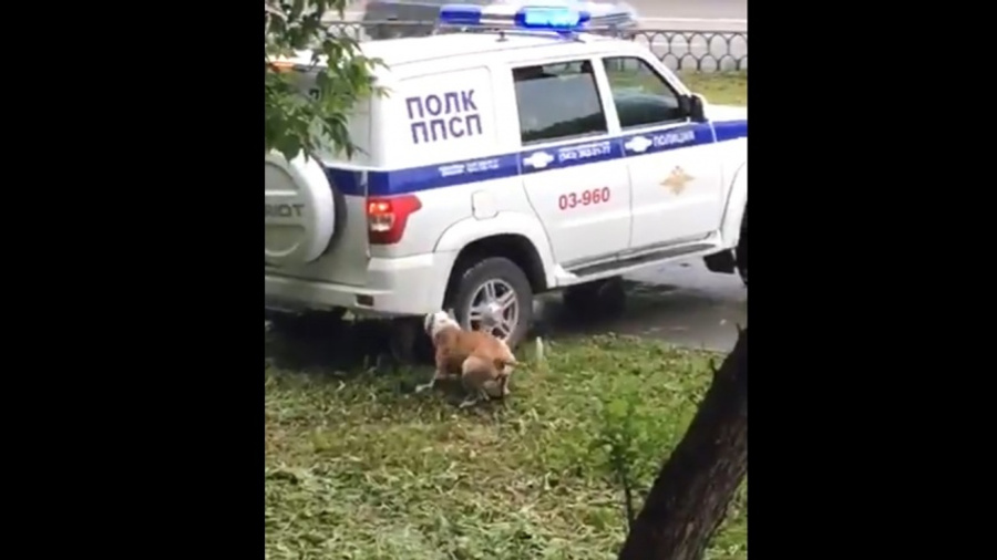 «Существовала угроза жизни людей»: кинологи — о действиях полицейских, застреливших пса на Уралмаше