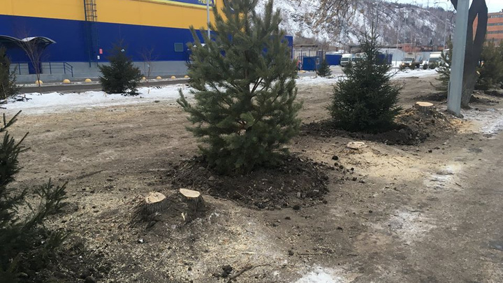 Вместо вырубленного сквера на Свердловской высадили елочки. Прямо рядом с пеньками