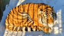 Амурская тигрица Таисия уехала из Новосибирска в Омскую область и нажила себе врагов